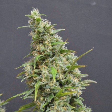 Northern Lights Auto